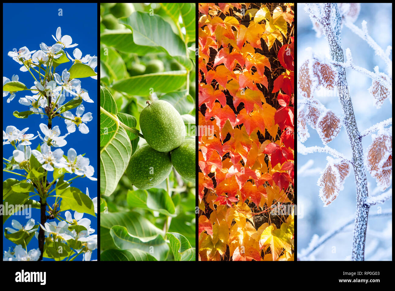 Collage of four pictures representing each season: spring, summer, autumn and winter. Stock Photo