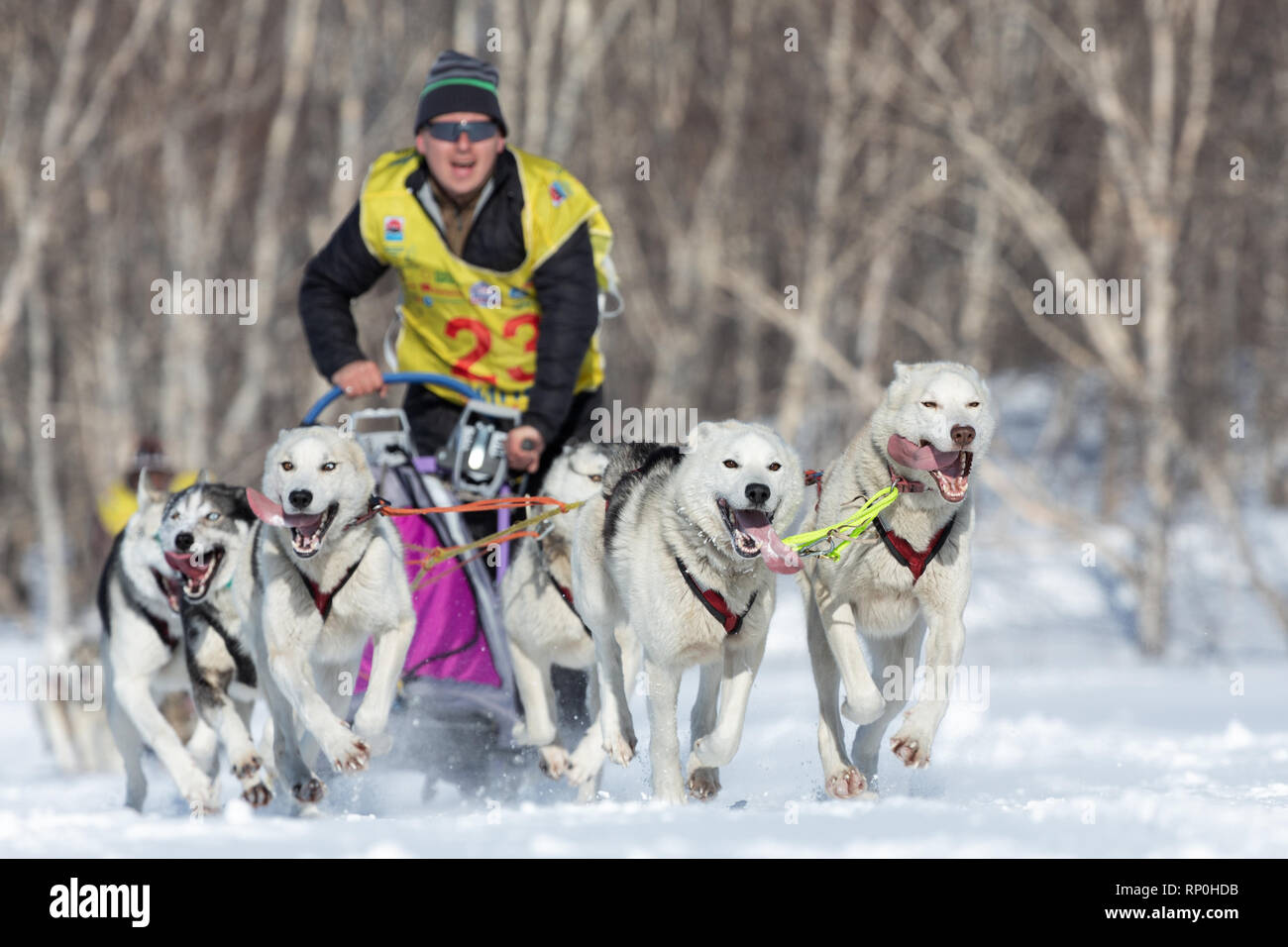Team Racing Beringa Beringia dog hi-res stock photography and images - Alamy