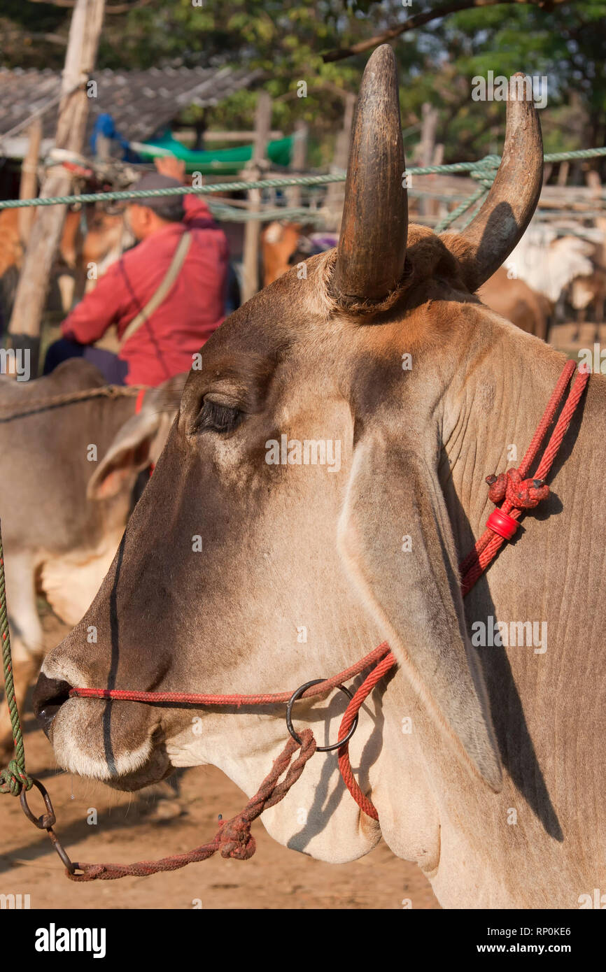 Indicus Cow Bos primigenius indicus breeding hi-res stock photography and images ...