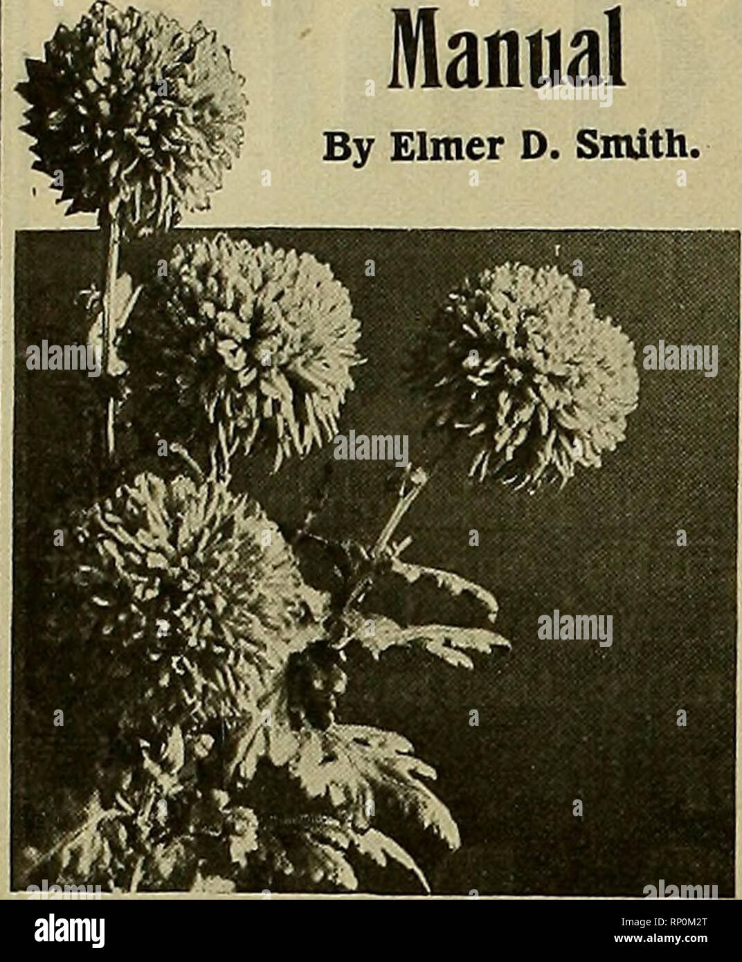 . The American florist : a weekly journal for the trade. Floriculture; Florists. 214 The American Florist. Aug. i6. The Chrysanthemum Manual By Elmer D. Smith.. NEW AND REVISED EDITION. Price 50 Cents. Cash With Order. AMERICAN FLORIST CO., 440 S. Dearborn St., CHICAGO. OI I IfII SPLENDENS and BONFIRE ?lAI Vlll Good Strong Plants from Soil. &quot;&quot;*? • '&quot; 60 cents per 100; $5.00 oer 1000. Dracaena Indivisa, 2-inch. .•,.-;V.$2.00 per 100. Geraniums, 2-inch 1.85 pei 100. Cobea Scandfins, 2-inch 3.00 per 100. Marguerite, M rs. F. Sanders, 2-in. 2.00 per 100. Double Alysum, 2 inch 2.00 p Stock Photo