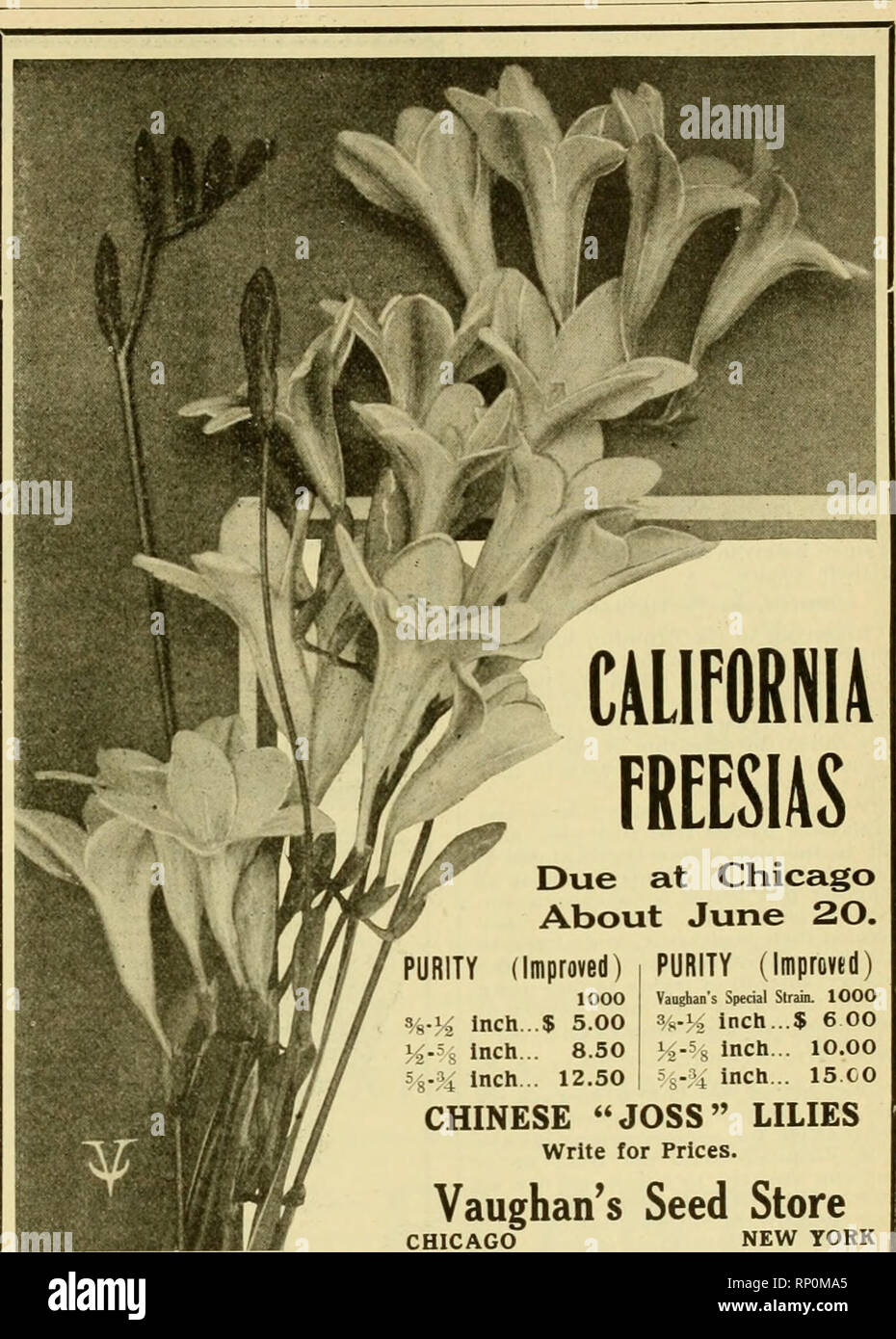 . The American florist : a weekly journal for the trade. Floriculture; Florists. 1919. The American Florist. 1075 DELPHINIM Belladonna S^-in. pots, 10.000 plants ready now. $7.00 per 100; $55.00 per 1000. ENGLISH IVY Extra long AX(^ b^jivy 6-inch pots. $60.00 Extru lung and heavy 5-inch pot3 40.00 Extra long and heavy 4-inch pots 25.00 Lighter grade 4 inch pots IC.OO VIOLETS Rooted runners. May delivery. Princess of Wales lou, $4.00; lOOO, $30.oo Lady Campbell 100, 4.00; lOOO, 30.00 C. U. LIGGIT Office: 303 Bulletin Bldg., PHILADELPHIA, - -- PA. have agreed that it is practically im- possible Stock Photo