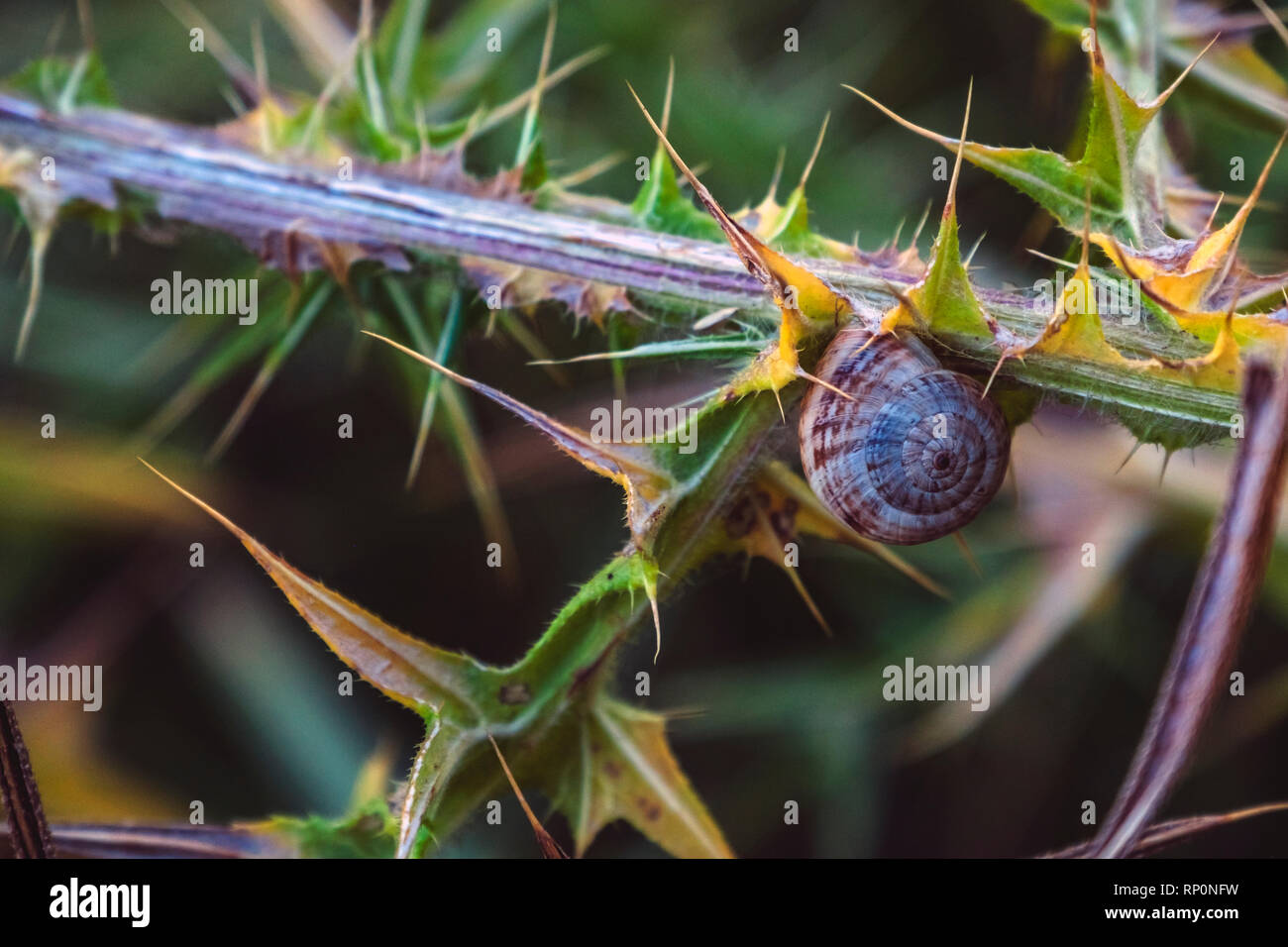 snail refugee in plant Stock Photo