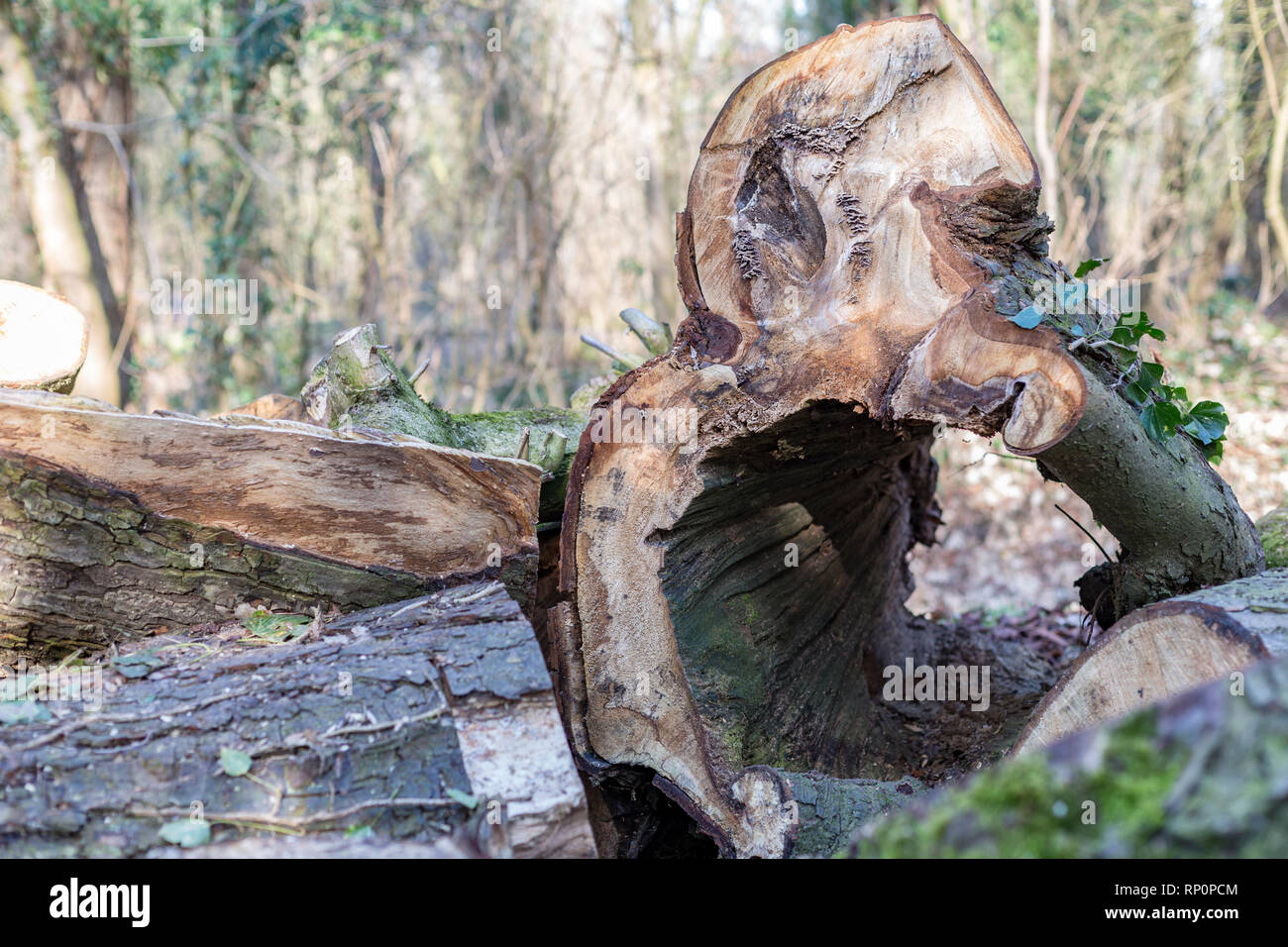 Hollow plant stem hires stock photography and images Alamy
