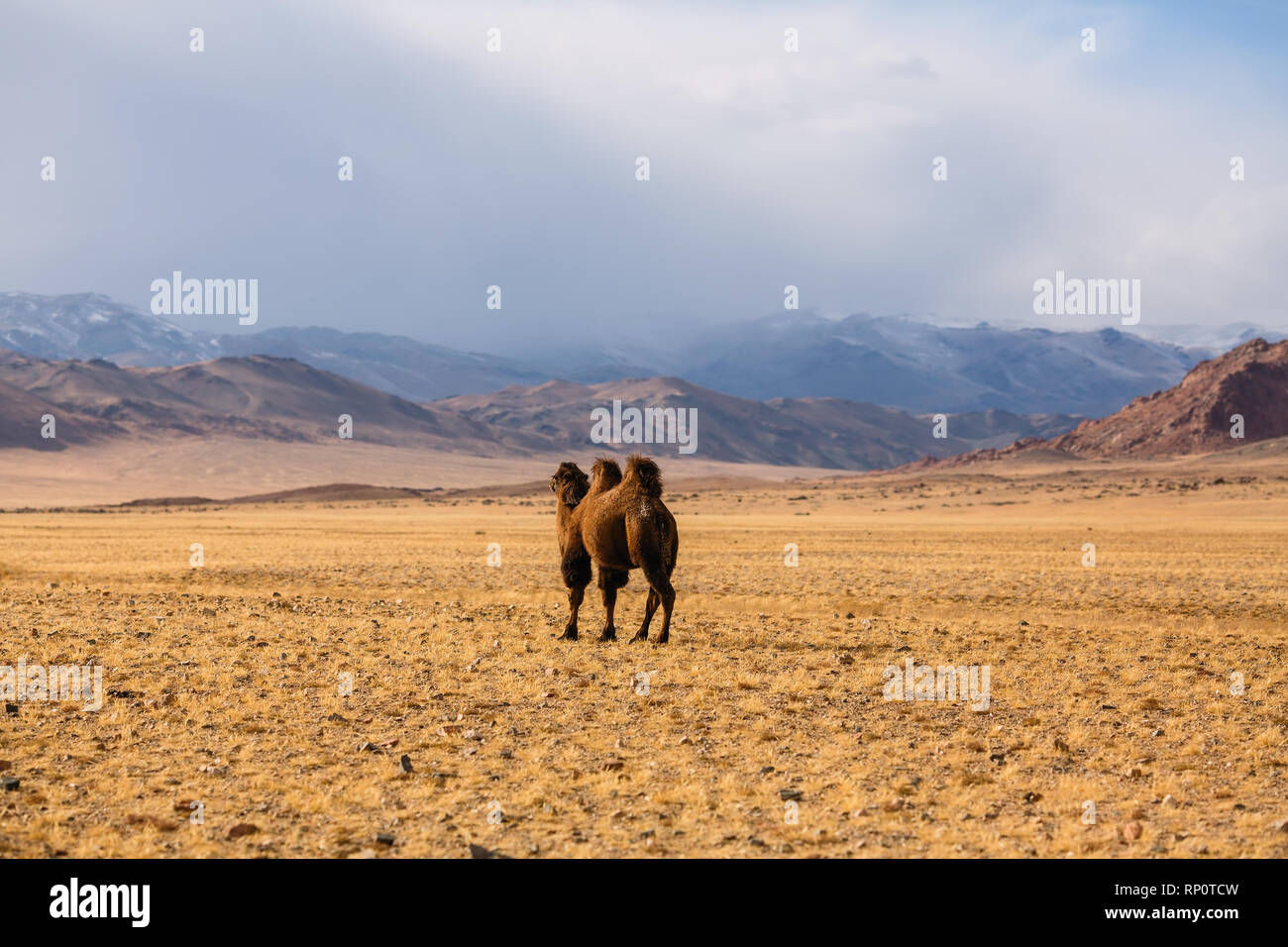 Camel in the desert steppes of Mongolia. Stock Photo