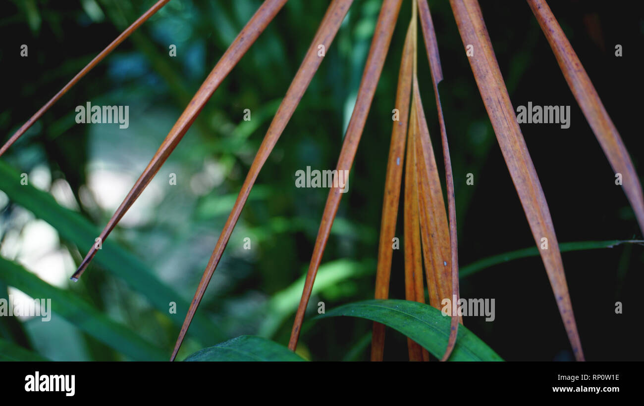 Green Tropical Palm Leaves Floral Pattern Background Real Photo Stock Photo Alamy
