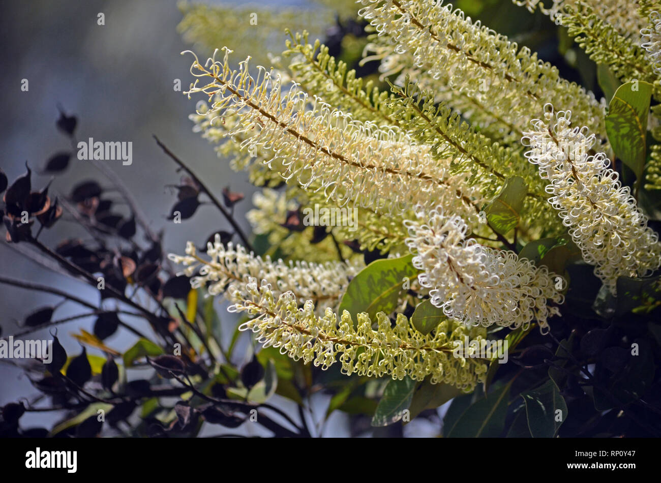 Australian native seed pod hires stock photography and images Alamy