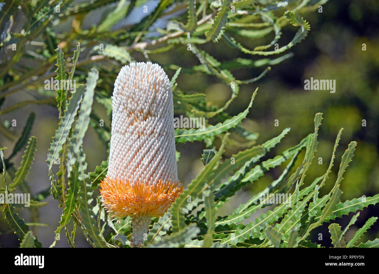 Unusual white and orange inflorescence of the Acorn Banksia, Banksia prionotes, family Proteaceae. Native to west coast of Western Australia. Stock Photo