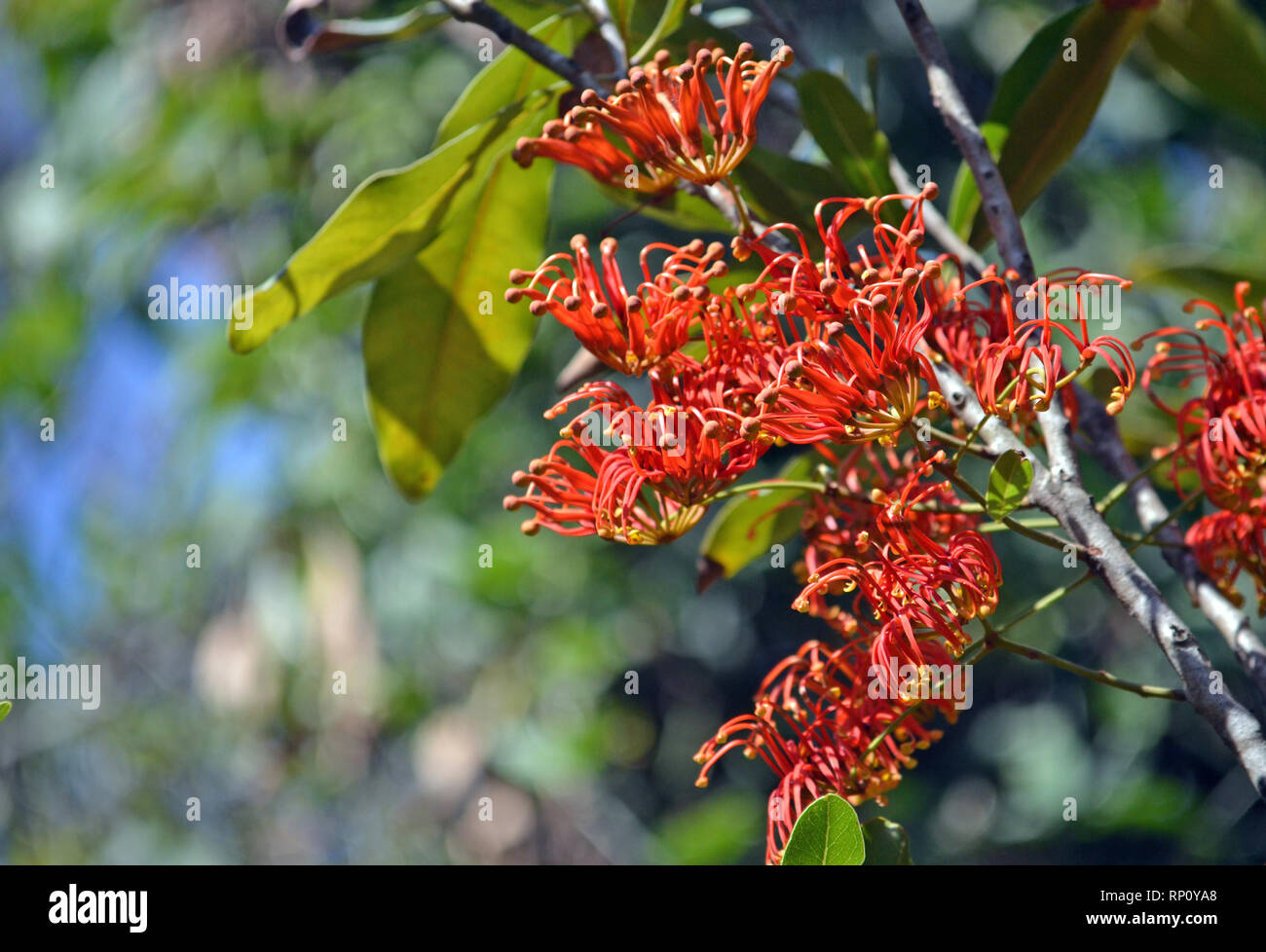 Vibrant red orange flowers of the Australian native Firewheel tree, Stenocarpus sinuatus family Proteaceae. Endemic to tropical subtropical rainforest Stock Photo