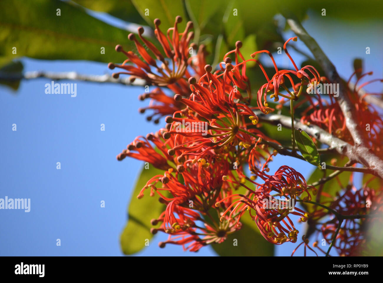Queensland fire wheel tree hires stock photography and images Alamy