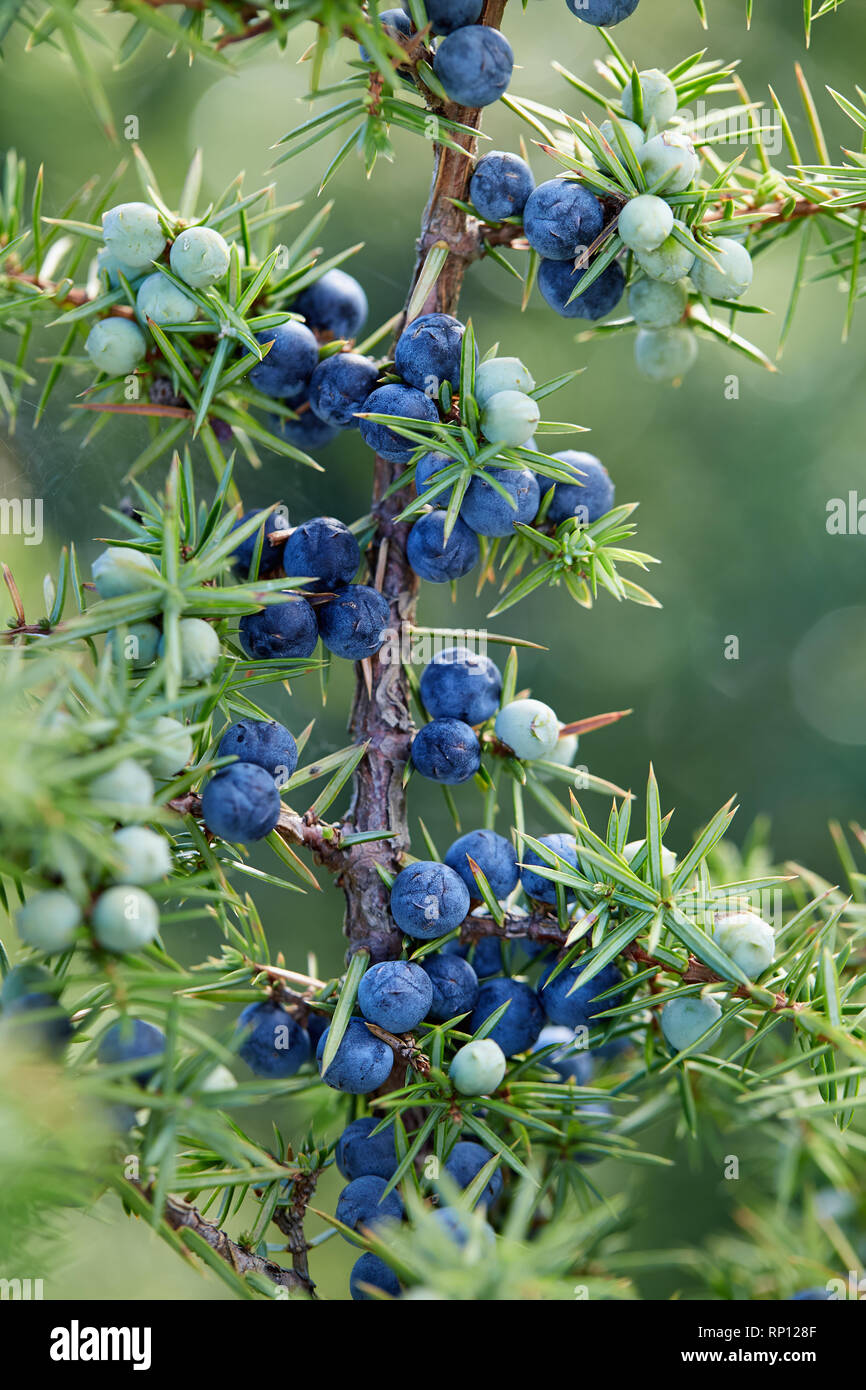 Close-Up Of Juniper Berries Growing On Tree.  Juniper branch with blue and green berries growing outside. Stock Photo