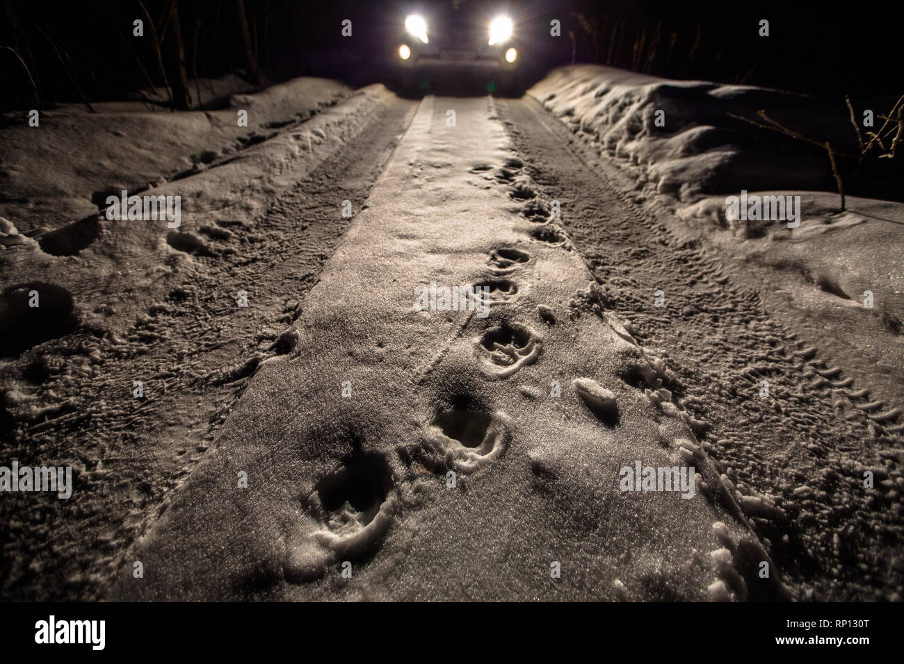The very distinct tracks of Siberian tiger are illuminated by a car lights in the snow. Stock Photo