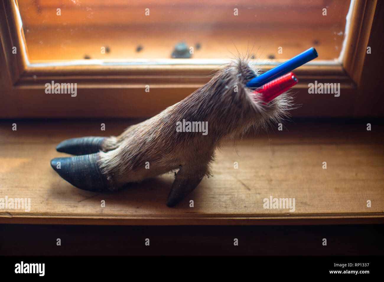 The cloven hoof of boar taxidermied turned into a pen holder. Stock Photo