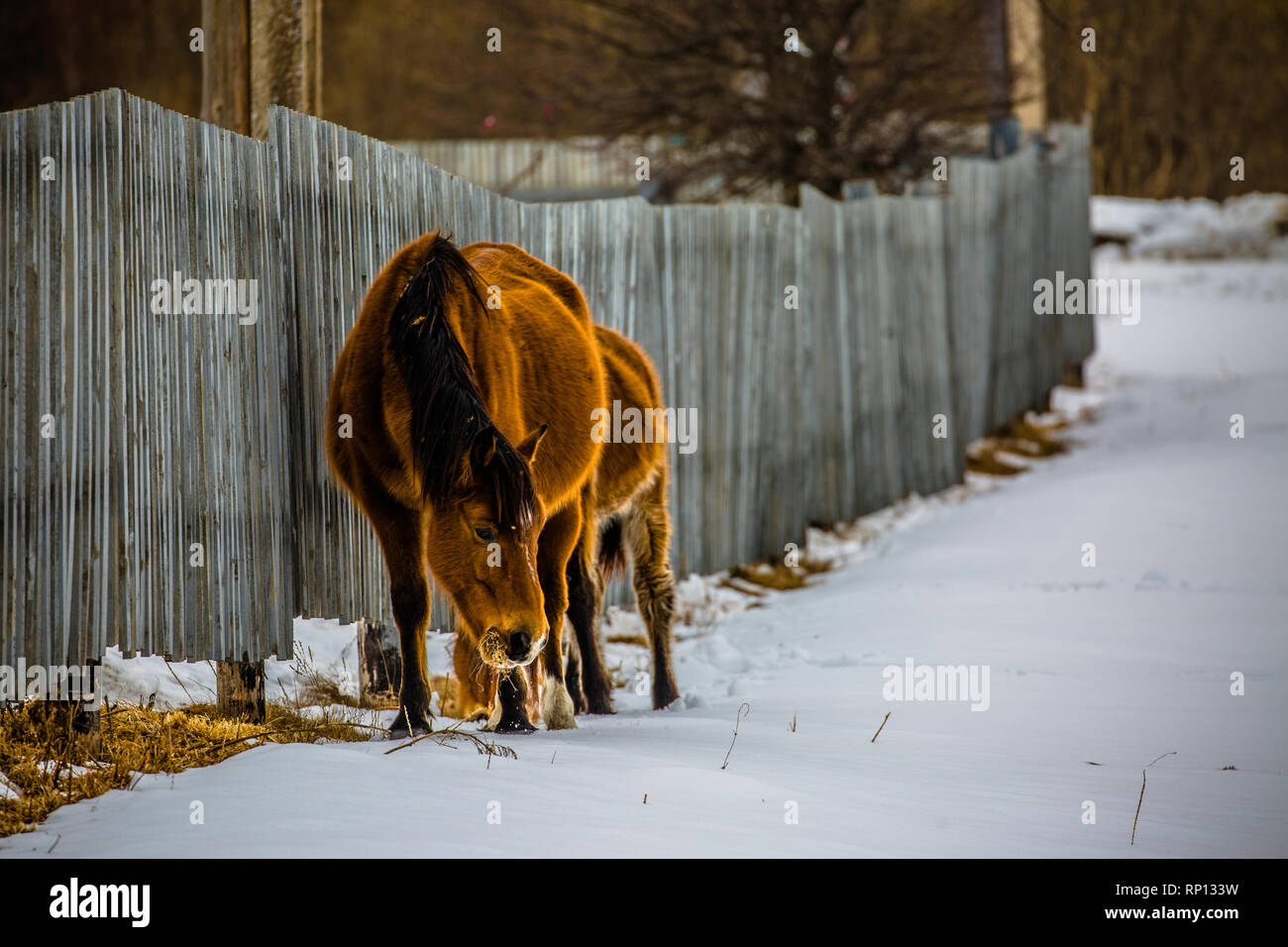 A Chestnut coloured mother and foal pick in the snow for food, Russia. Stock Photo