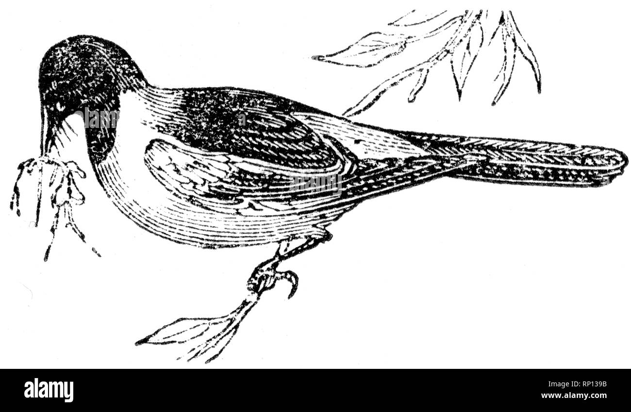 Crow illustration Black and White Stock Photos & Images - Alamy
