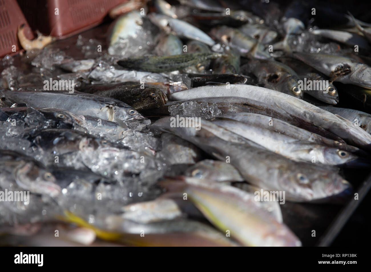 Raw fish for sale a the morning market Stock Photo Alamy