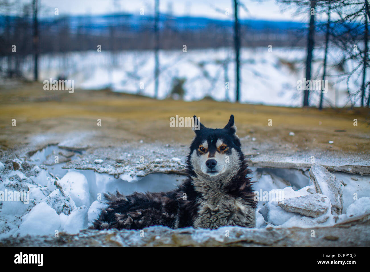 A Siberian Husky sits in the snow with a background of frozen Russian tundra Stock Photo