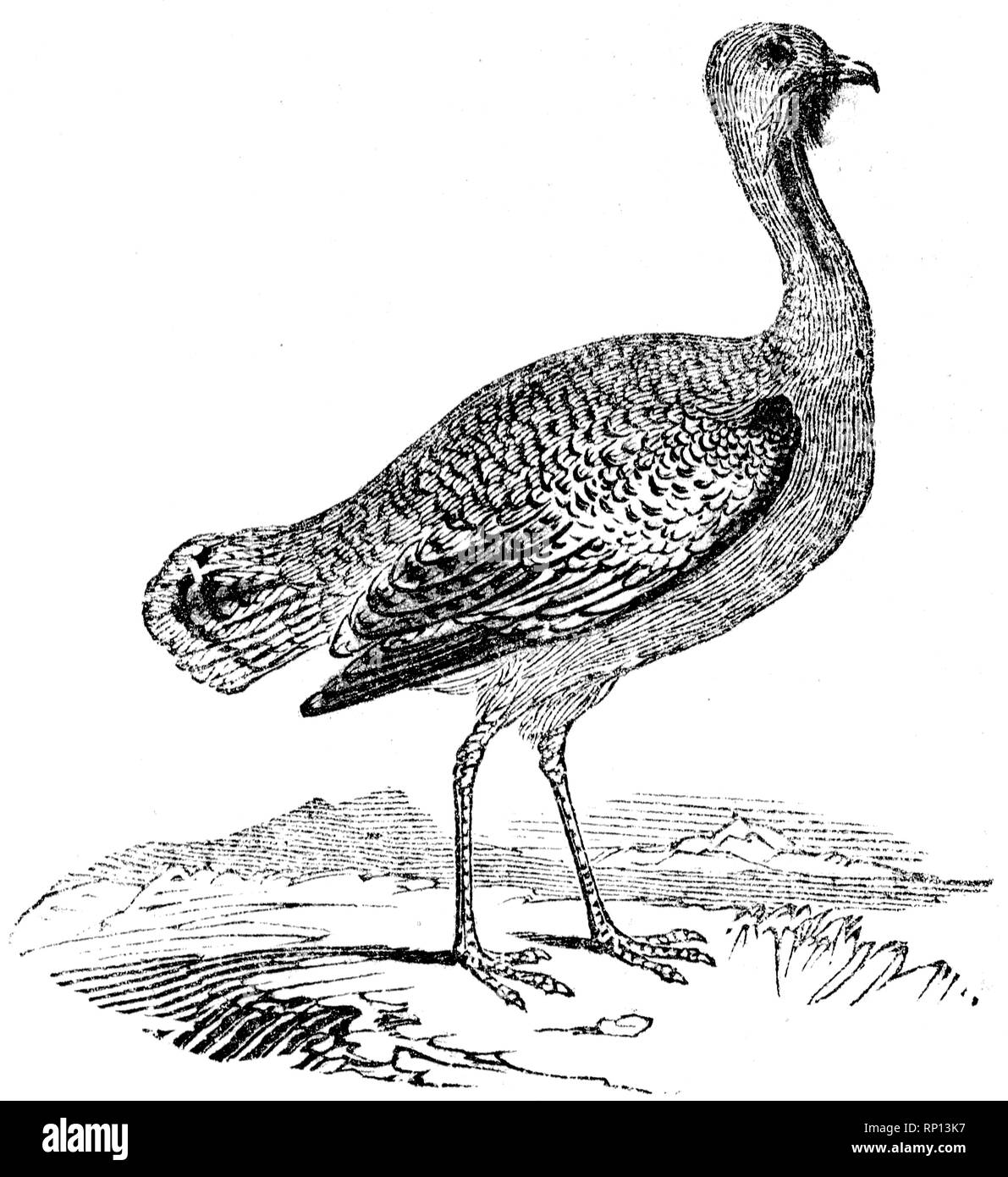 Great bustard Black and White Stock Photos & Images - Alamy