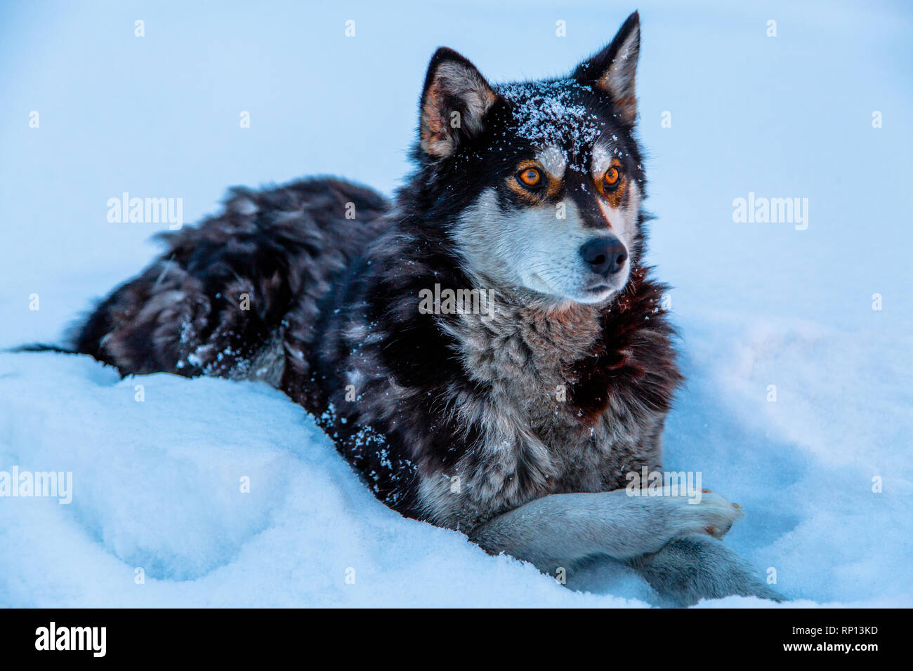 A adult Siberian Husky sits patiently in the snow. Stock Photo