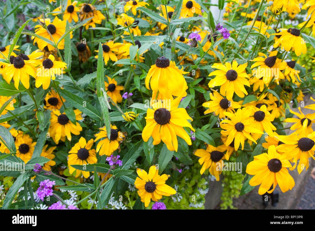 Bright yellow Rudbeckia Fulgida cone flowers with dark brown capitula are blossoming in the garden at summer. Stock Photo