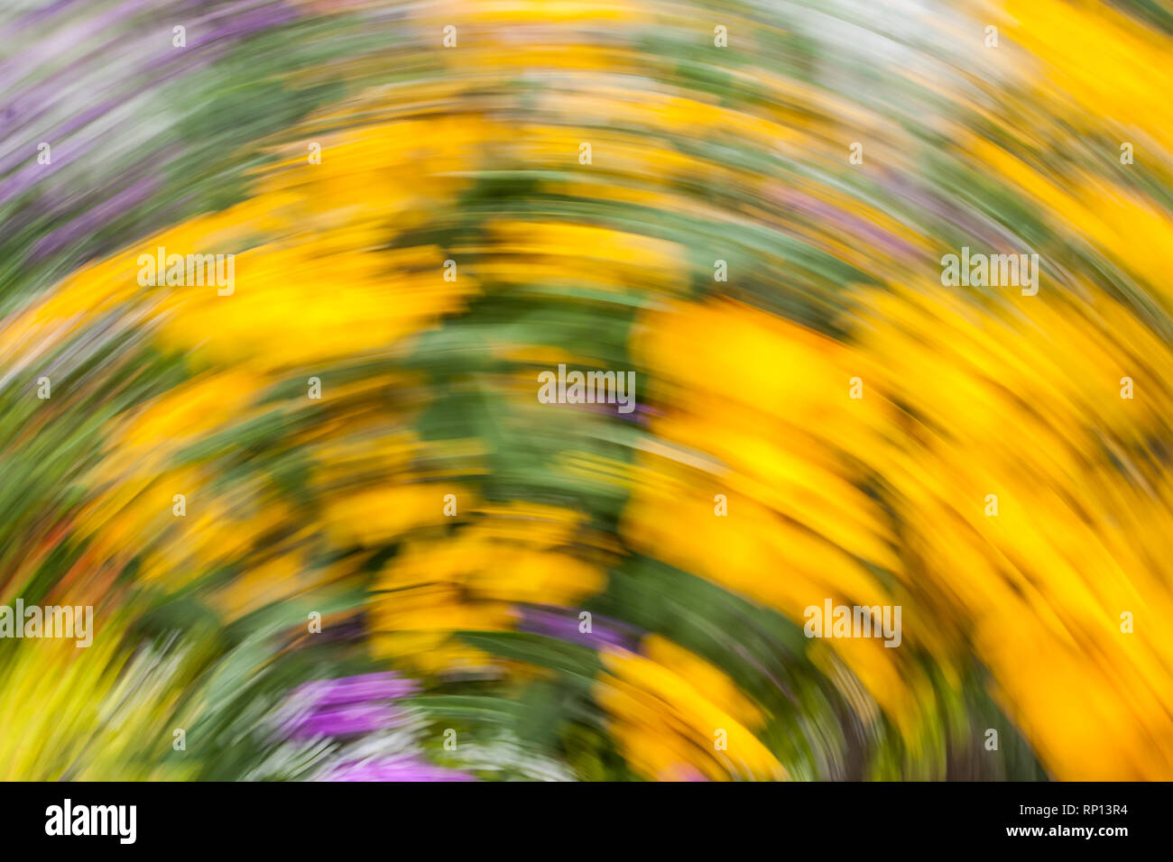 Abstract blurred photo in motion of bright yellow Rudbeckia Fulgida cone flowers with dark brown capitula are blossoming in the garden at summer. Stock Photo
