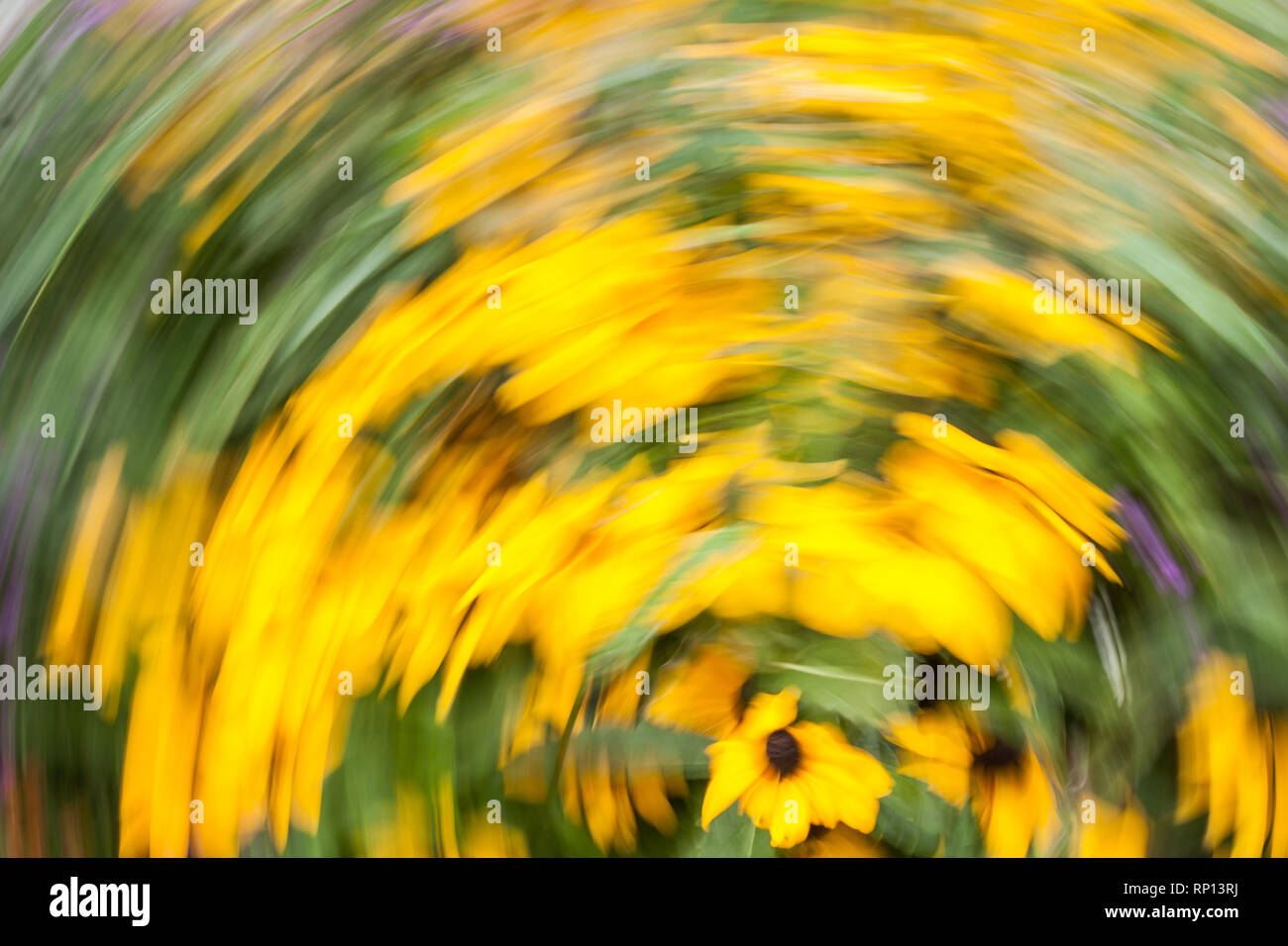 Abstract blurred photo in motion of bright yellow Rudbeckia Fulgida cone flowers with dark brown capitula are blossoming in the garden at summer. Stock Photo