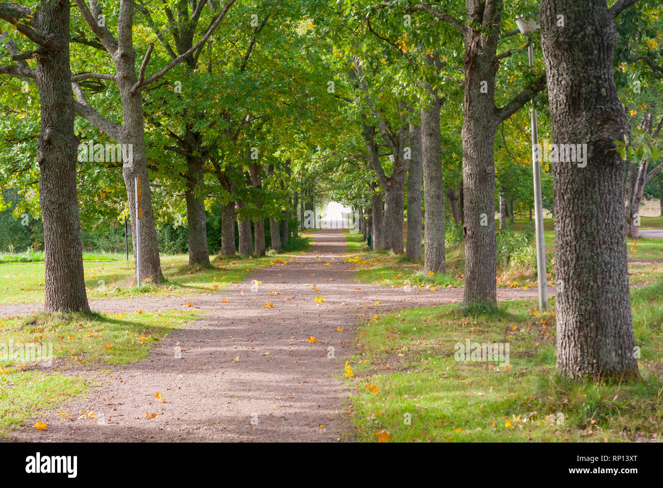 Green alley with trees is in the park at summer Stock Photo - Alamy
