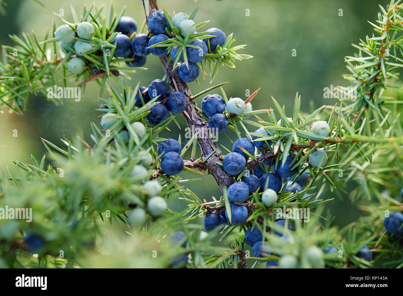 Close-Up Of Juniper Berries Growing On Tree.  Juniper branch with blue and green berries growing outside. Stock Photo