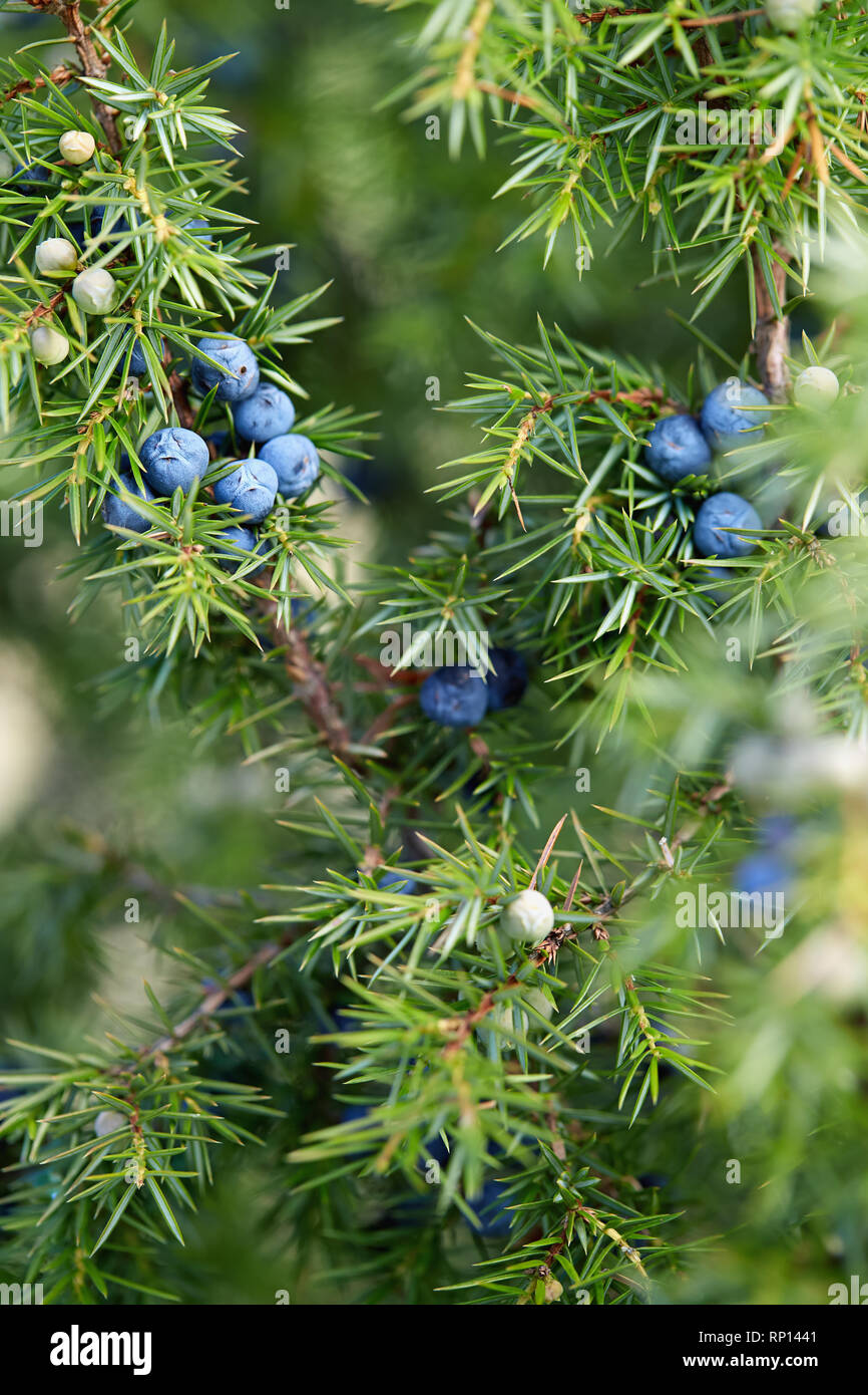 Close-Up Of Juniper Berries Growing On Tree.  Juniper branch with blue berries growing outside. Stock Photo