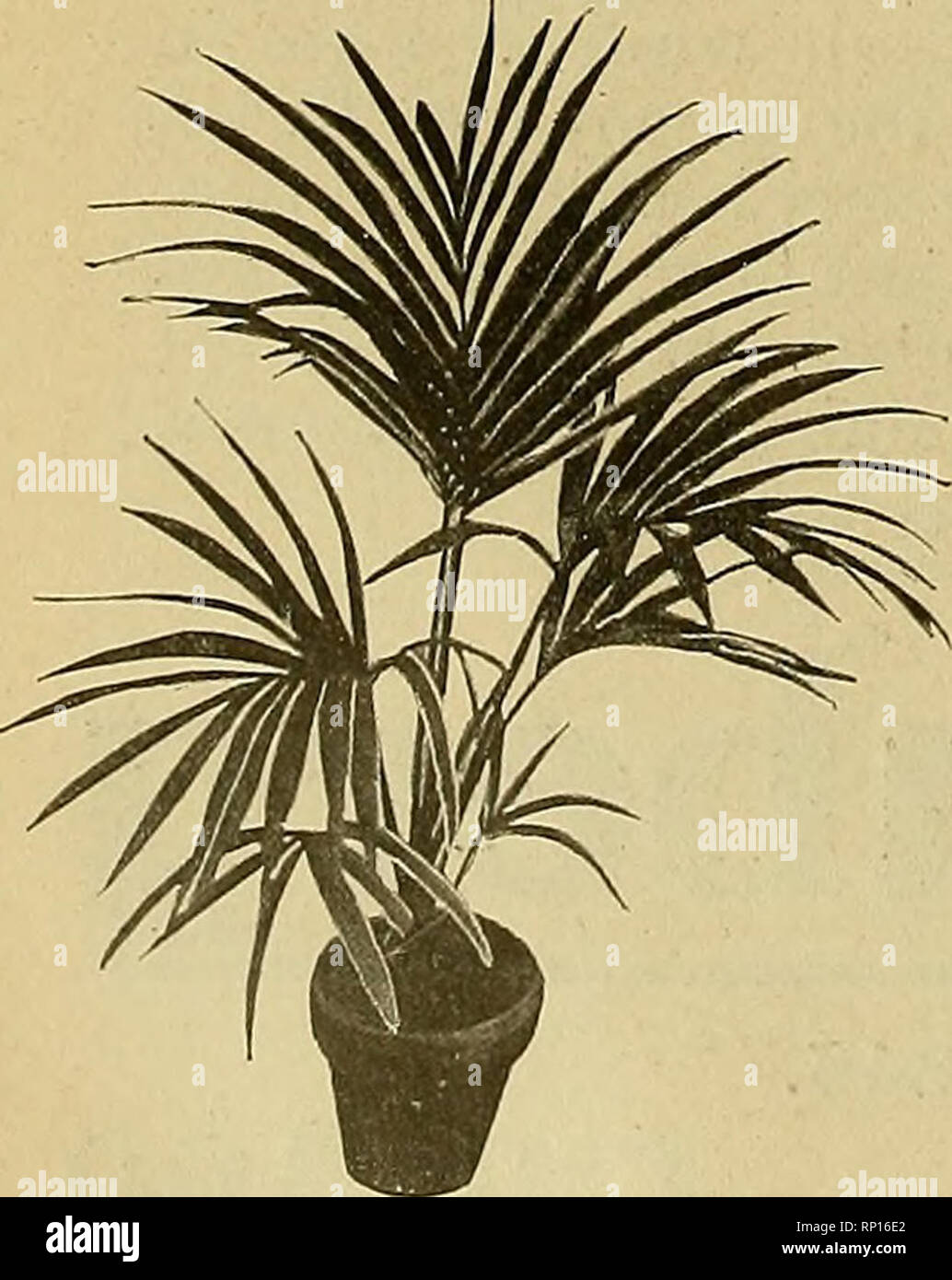 The American Florist A Weekly Journal For The Trade