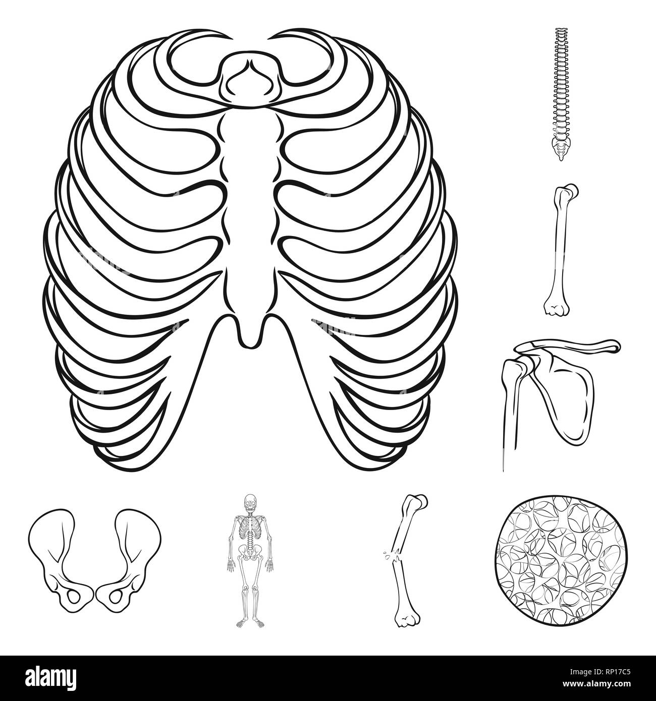 rib,spine,femur,hip,musculoskeletal,fracture,osteoporosis,cage ...