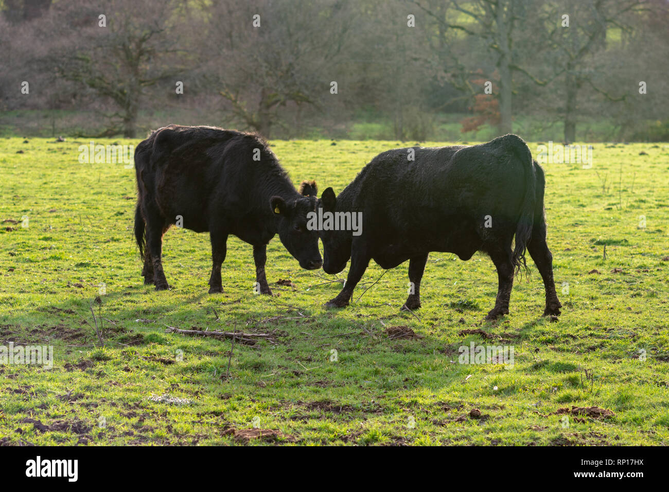 Two black bullocks sparring head to head in a field Stock Photo