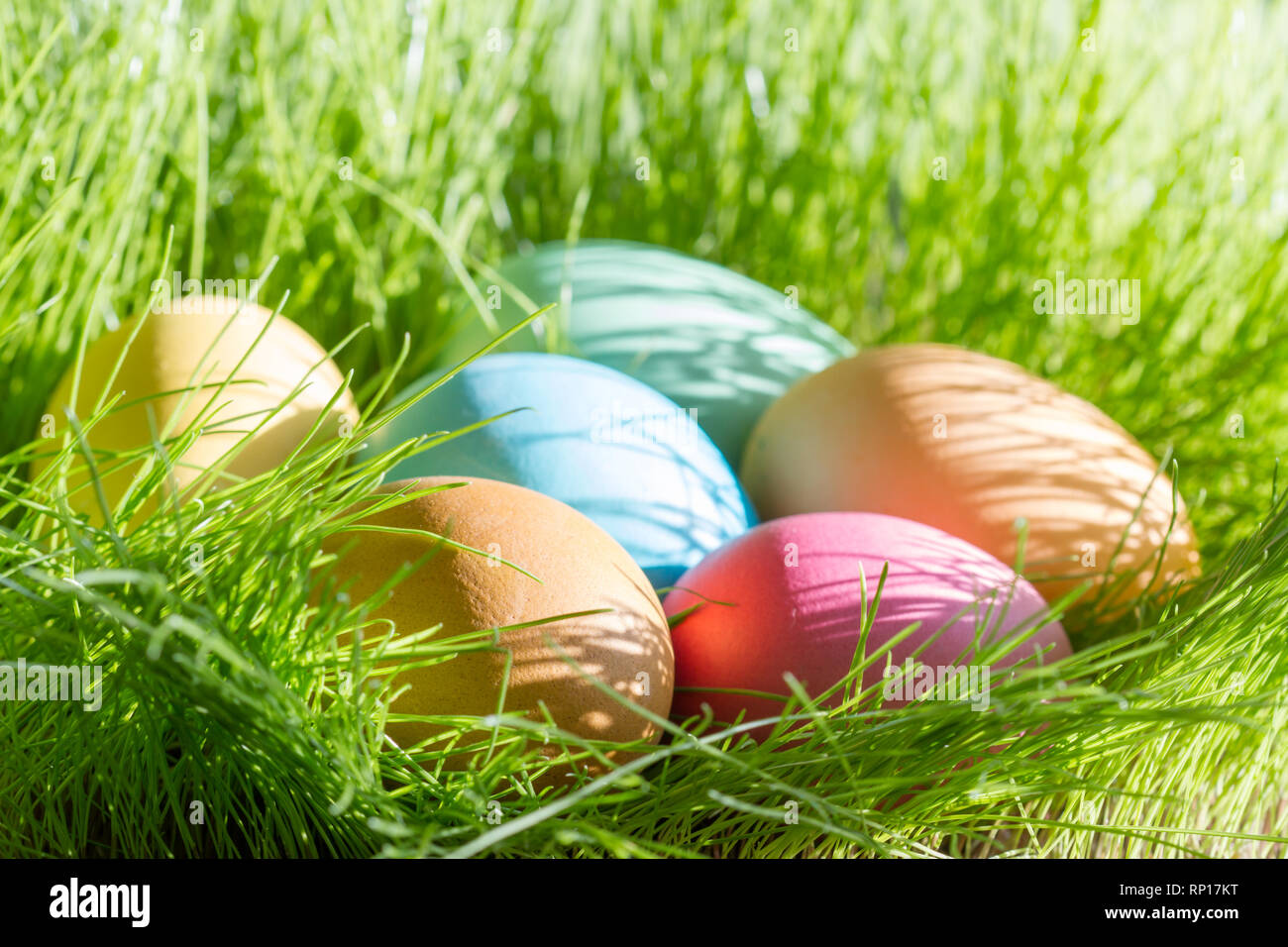Easter colorful eggs in spring green grass in sunlight floral abstract ...