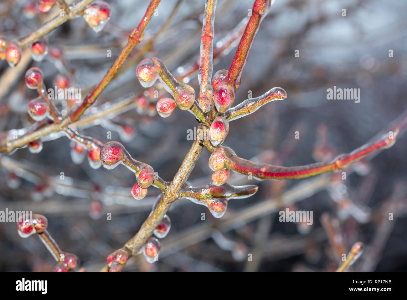 Freezing rain on trees hi-res stock photography and images - Alamy