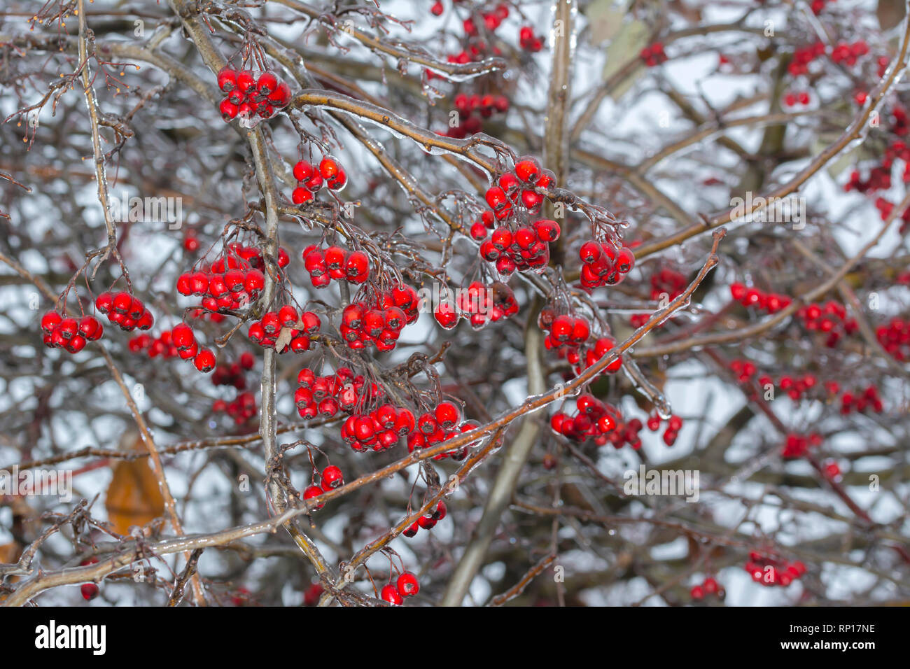 Freezing rain, Branch and crataegus coveren with ice, background use.Copy space. Stock Photo