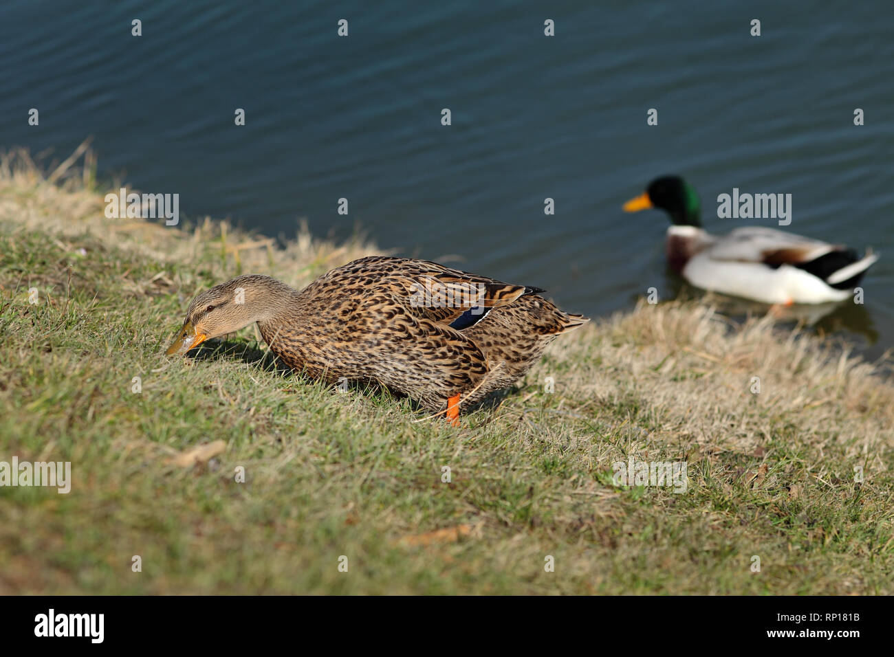 The mallard, adult female wild duck eating grass in a marsh land, with male  duck in background Stock Photo - Alamy