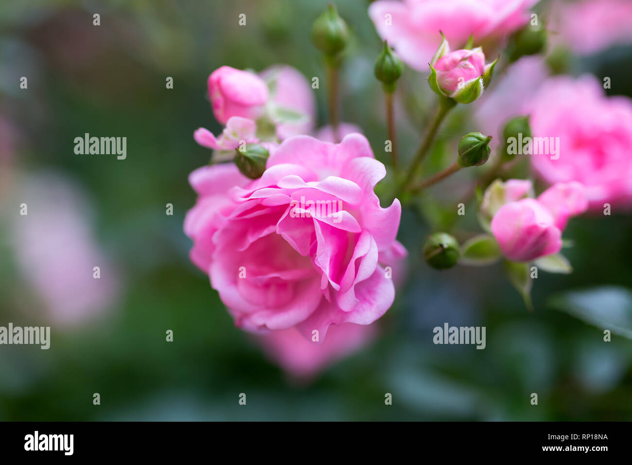 Beautiful pink rose in a garden Stock Photo - Alamy