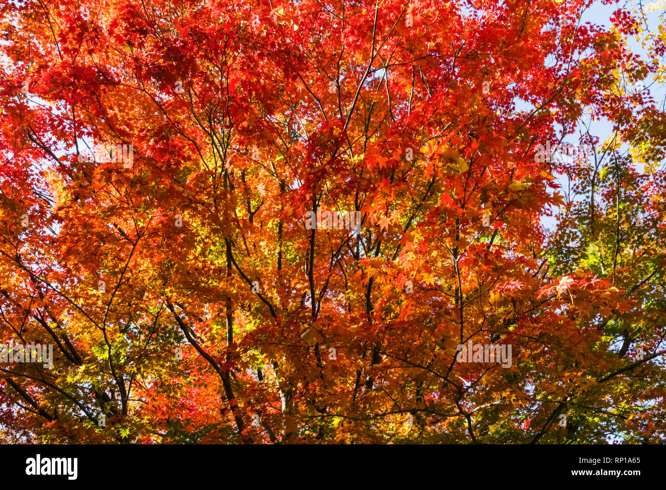 Japan, Honshu, Tokyo, Hibiya, Hibiya Park, Autumn Leaves Stock Photo