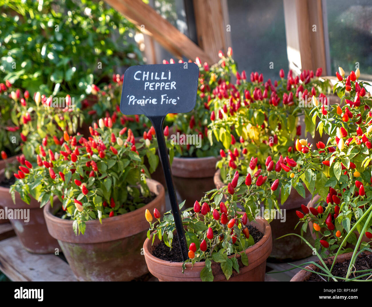 CHILLI PEPPERS ‘PRAIRIE FIRE’ potted in greenhouse with black slate