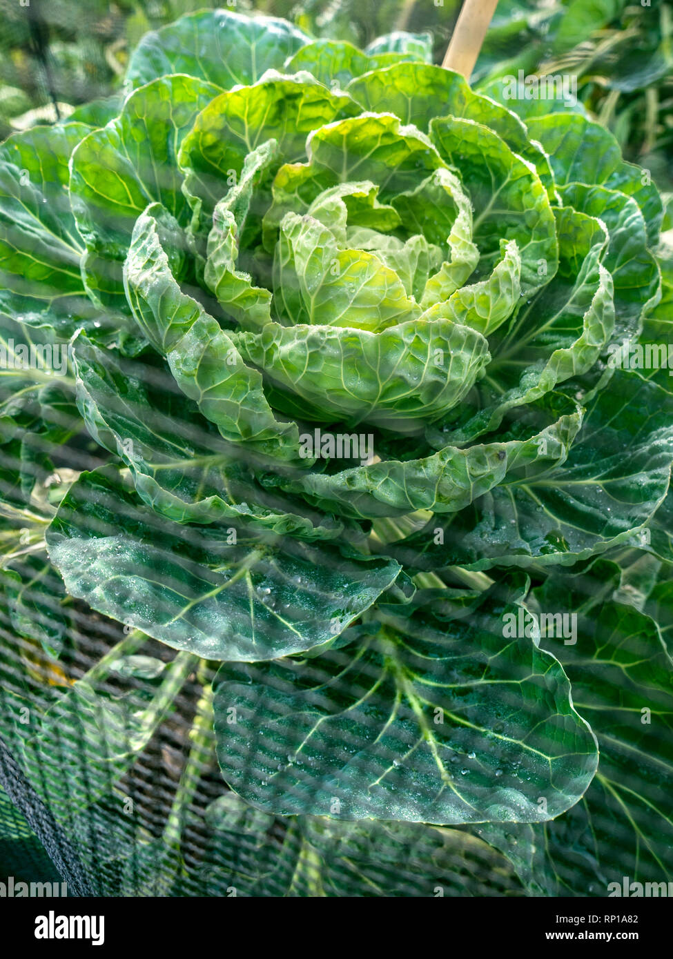 ‘SPROUT TOPS’ The cabbage head of a Brussels Sprouts allotment plant behind enviromesh anti-pest netting. Sprout tops are now recognised in their own right, having rich stores of two vitamins in particular: anti-inflammatory vitamin K, which like calcium, helps build bone density; and vitamin C, which helps strengthen the immune system – a real winner particularly in winter. The Brussels sprout is a member of the Gemmifera Group of cabbages (Brassica oleracea), grown for its edible buds. SPROUT TOPS cook like open-hearted cabbages, shredding and sautéing, boiling or adding to stews. Stock Photo