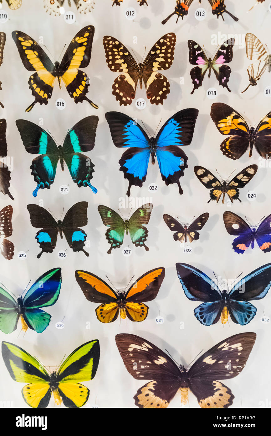 Japan, Honshu, Tokyo, Hibiya, Ueno Park, National Museum of Nature and