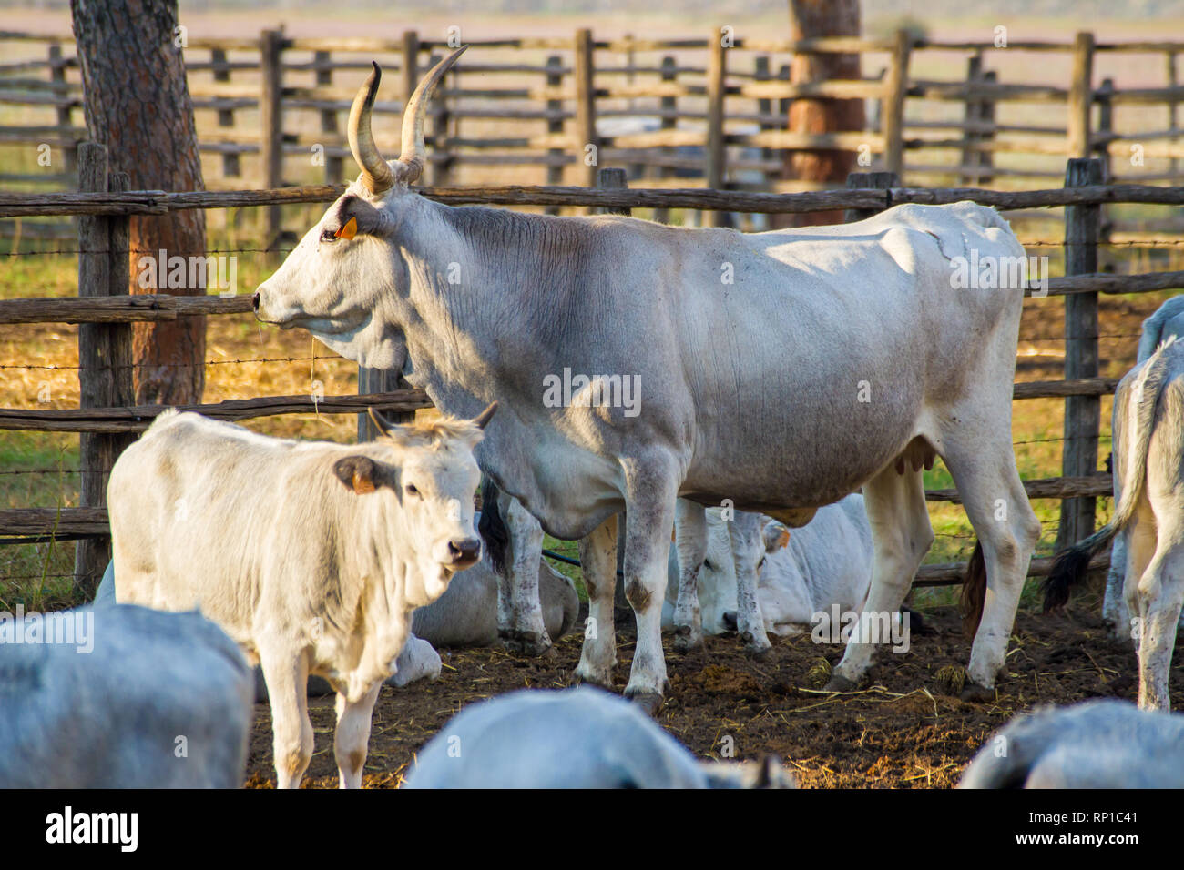 Alberese (Gr), Italy, some cows in the Maremma country, Tuscany Stock Photo