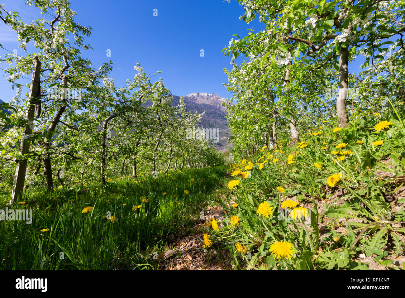 Flowering apple orchards, Villa di Tirano, province of Sondrio, Valtellina, Lombardy, Italy Stock Photo