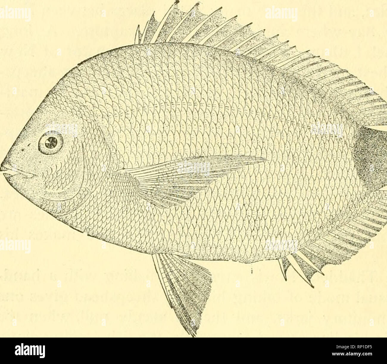 . American food and game fishes : a popular account of all the species found in America north of the Equator, with keys for ready identification, life histories and methods of capture. Fishes -- United States. Diplodus waters, the only one of any importance being the pinfish or spot, Diplodus holbrooki. This fish is found on our South Atlantic and. Gulf coasts from Cape Hatteras to Cedar Keys. At Beaufort, North Carolina, it is not uncommon, and the young swarm about the wharves. It is frequent also at Lake Worth, where it is called jimmy. It reaches 8 inches in length and is an excellent pan- Stock Photo