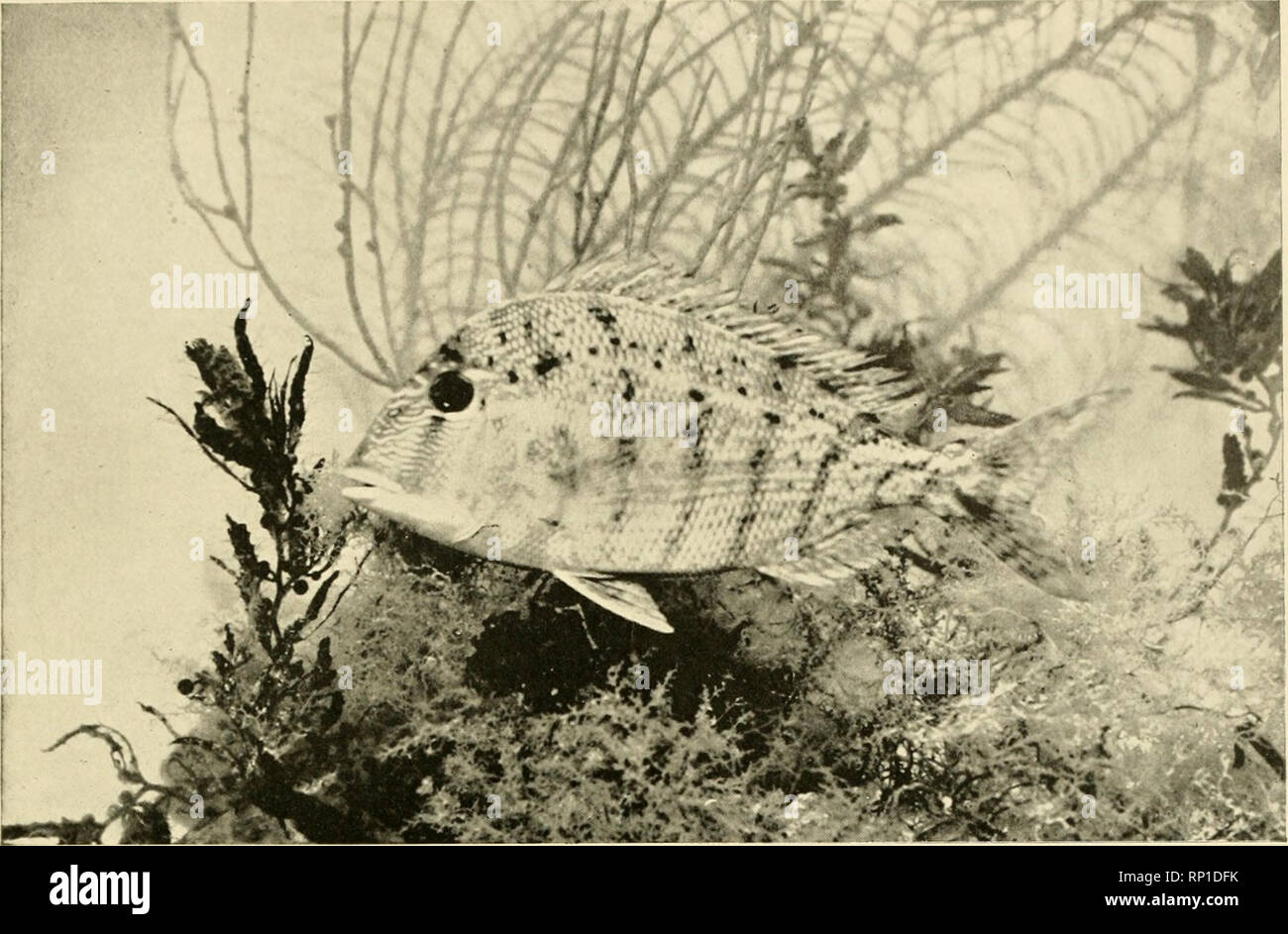 Pinfish hi-res stock photography and images - Alamy