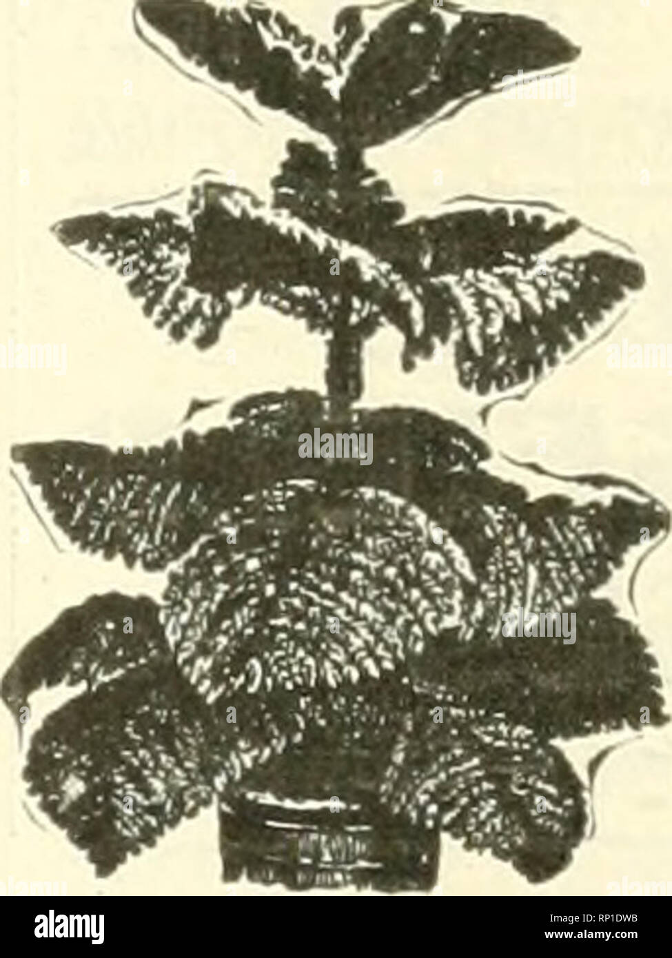 Page 8 I Indica High Resolution Stock Photography And Images Alamy