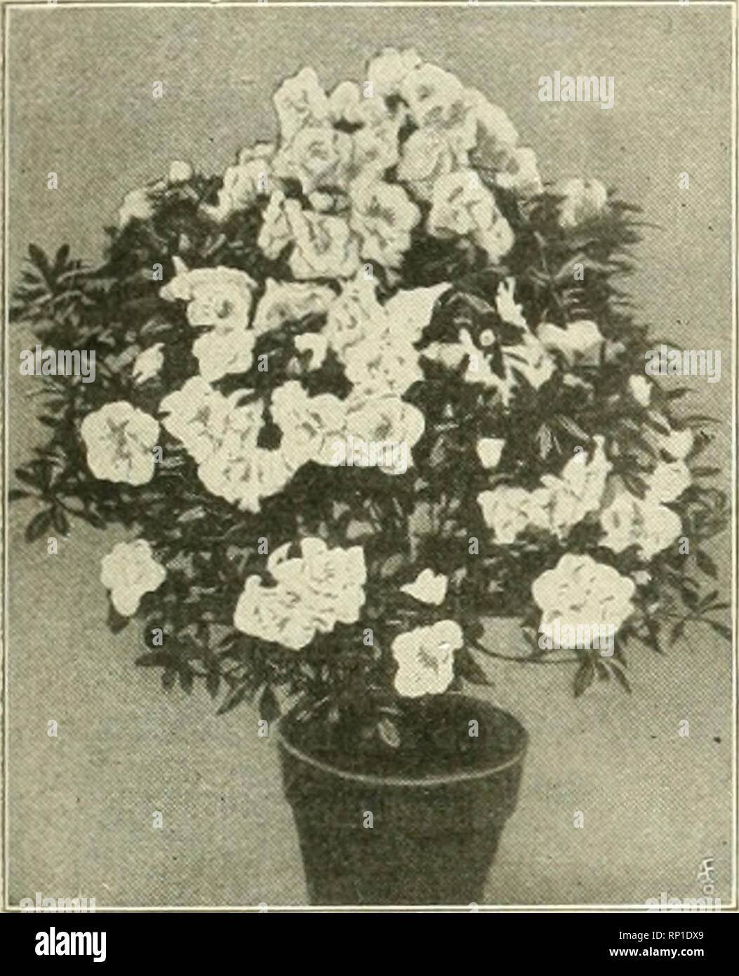 . The American florist : a weekly journal for the trade. Floriculture; Florists. igii. The American Florist. 1189 Azaleas for Christmas at Godfrey Aschmann's greenhouses to beat the band, selected for us in Belgium purposely for our Christmas forcing. I tell you they are crackerjacks. We have Mme. Petrick, finest pink, from 75c up. This is the earliest and best of all the pinks. Stock up with Godfrey Aschtnaun's Plants, well known from ocean to ocean in quality and prices. It won't pay to let others get ahead of you. Don't look at what is behind, bat go right straight forward. Make a break for Stock Photo