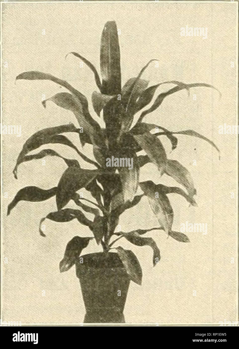 . The American florist : a weekly journal for the trade. Floriculture; Florists. SOLANUM ACULEATISSIMUM. 6-in., strong plants 50c each Primula Sinensis, 4-in $1.50 per doz. Primula Sinensis, 3-in 1.00 per doz. TRADESCANTIA VARIEGATA. (Wandering: Jew.) 2-in 40e per doz.; §3 per 100 POINSETTIAS POINSETTI.S •5 in., 3 and 4 in pot % .50 each 7 in 75 each S in 1.00 each X-M.S White, 4 ii BLOOMING HYACINTHS. .¥2.00 per doz. RHODENDRONS—X-MAS CHEER. iSl.So each. AZALEAS. .&quot;, to $1.50 each. EUONYMOUS VARIEGATA. 2%-in. (golden and silver leaf), 50c per doz. FICUS ELASTICA (Rubbers). fi-in 50c ea Stock Photo