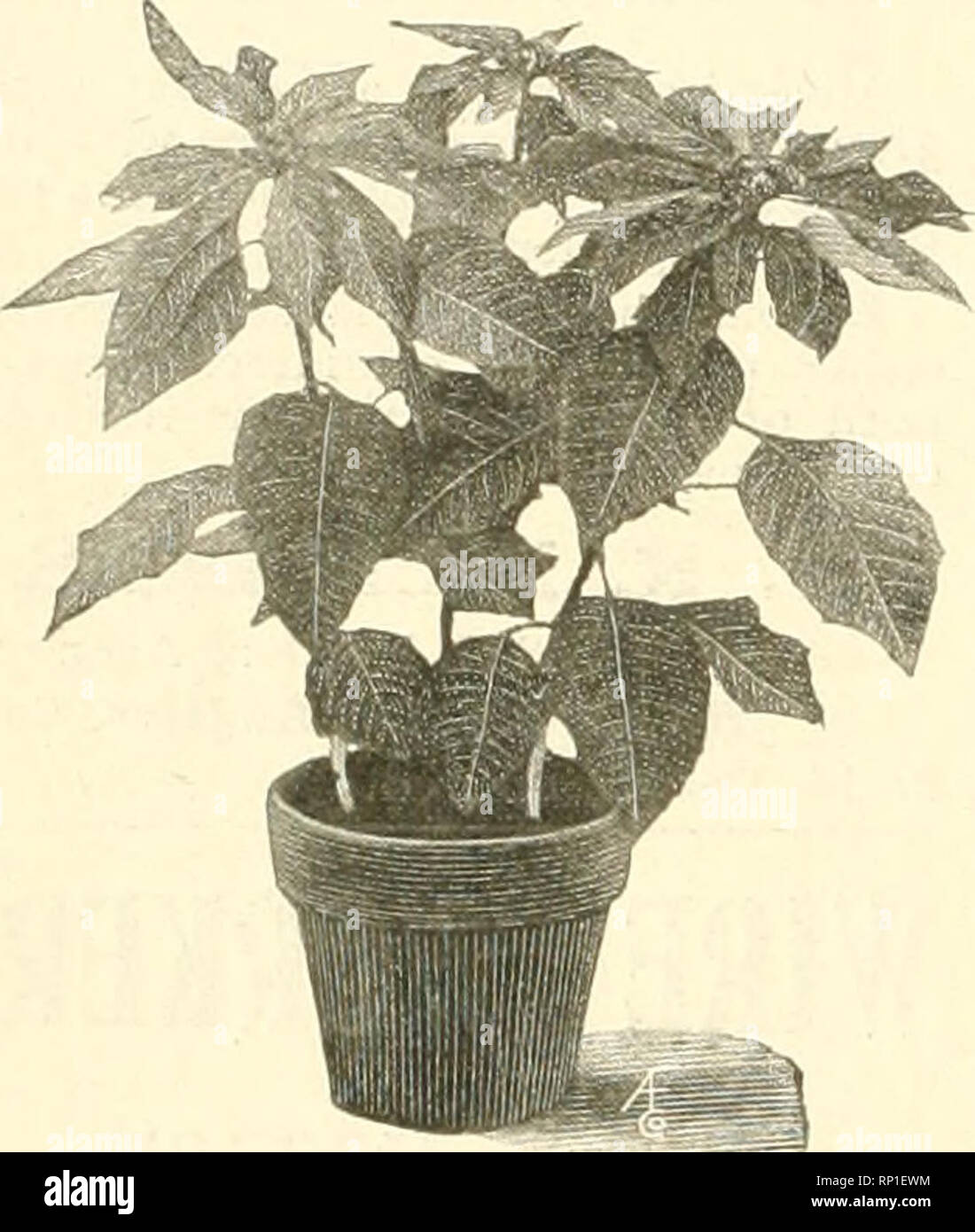 . The American florist : a weekly journal for the trade. Floriculture; Florists. CHRISTM And Other Decorative Sto«h BUY WITTBQ It will surely please you both you and your customers. We hv and are offering them while they last t Bedding Plant Pteris 'Wilsonl,. SOLANUM ACULEATISSIMUM. 6-in., strong plants 50c each Primula Sinensis, 4-in $1.50 per doz. Primula Sinensis, 3-in 1.00 per doz. TRADESCANTIA VARIEGATA. (Wandering: Jew.) 2-in 40e per doz.; §3 per 100 POINSETTIAS POINSETTI.S •5 in., 3 and 4 in pot % .50 each 7 in 75 each S in 1.00 each X-M.S White, 4 ii BLOOMING HYACINTHS. .¥2.00 per do Stock Photo