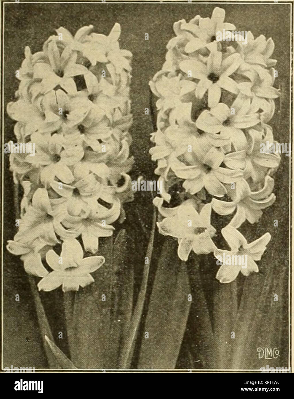 . The American florist : a weekly journal for the trade. Floriculture; Florists. igi4. The American Florist. 539 All Dutch and French Bulhs. Hyacinths, Tulips, Narcissus, (Trumpet Major and others) Formosum, Callas, Harrisii, Freesias, Paeonies FRENCH ROMAN HYACINTHS 11-12 ctms, 2500 to case, per 1000, - $25.00 Calla Bulbs 1^ to V-n inch. IVi to 2 -inch. 2 to 2k2-inch. Per 100 $ 5.50 8.50 12.00 L. Formosum Bulbs Per 1000 6- 8-inch, 350 to case.$40.00 7- 9-inch,250 to case. 60.00 8- 9-inch, 225 to case. 70.00 8-10-inch, 200 to case. 80.00 Write for Fall &quot;Book for Florists. VAUGHAN'S SEED S Stock Photo