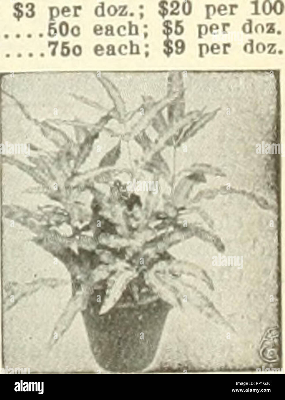 . The American florist : a weekly journal for the trade. Floriculture; Florists. Pteris Magnifica. THE GEO.WITTBOLDCO raSEBROOK, CHICAGO.. Pteris Cretica, AlboLineata. Please note that these images are extracted from scanned page images that may have been digitally enhanced for readability - coloration and appearance of these illustrations may not perfectly resemble the original work.. American Florists Company. Chicago : American Florist Company Stock Photo